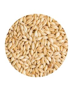 C0558 Buchanans Barley