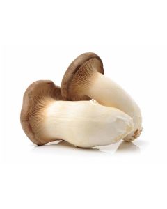 B049 Mushrooms King Oyster (case)