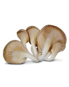 B234B Grey Oyster Mushrooms 1kg (Case)