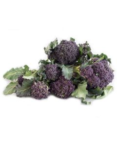 B0283B Purple Sprouting Broccoli