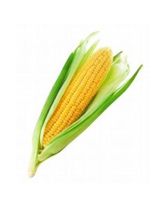 B400A Corn on Cob